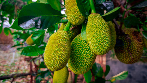 Lot of jackfruit on the backyard during harvest season Jackfruit on the backyard koh tao thailand stock pictures, royalty-free photos & images