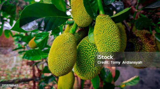 Lot Of Jackfruit On The Backyard During Harvest Season Stock Photo - Download Image Now
