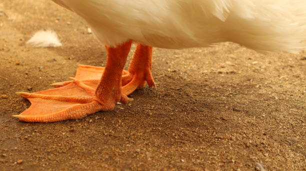 istock orange leg of duck. 1333756610