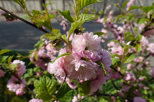 Bloom of Prunus triloba tree in mid April