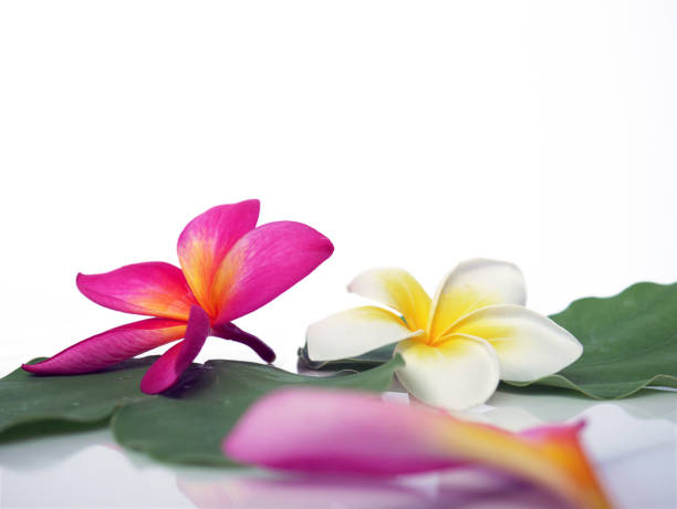 istock Spa relaxing beautiful tropical flowers for wallpaper or background 1333757291