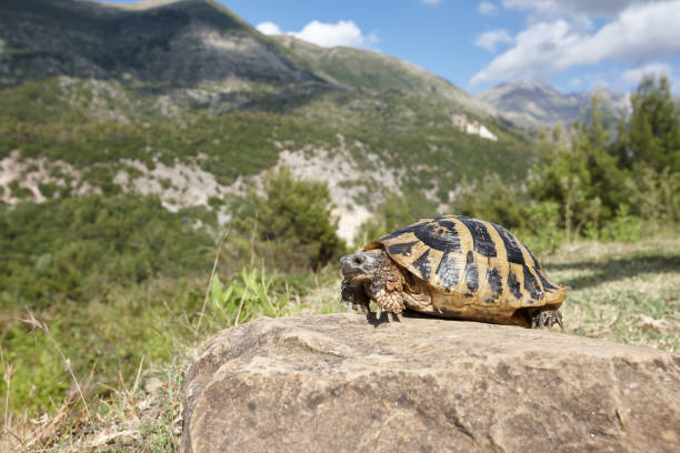 Hermann's tortoise in mountains, endangered species of Albania