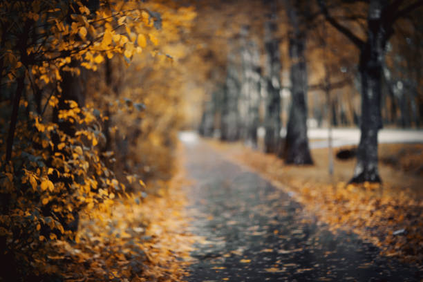 Autumn path with an alley of birches. Autumn background with branches with yellow leaves. Golden autumn.