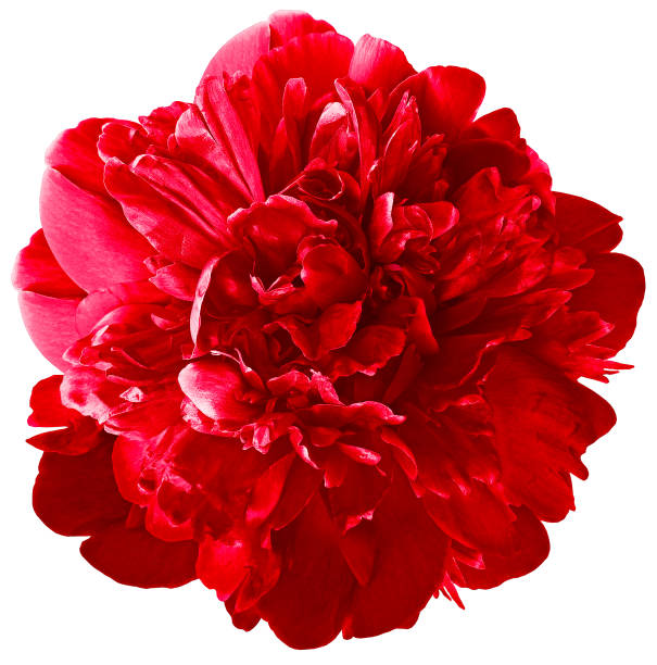 istock red  peony flower on white isolated background with clipping path.  For design.  Closeup. 1333757543