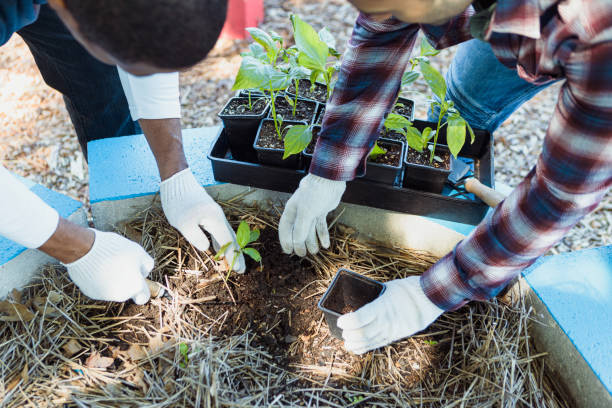 istock Unrecognizable men cooperate in planting seedlings in garden bed 1333762890