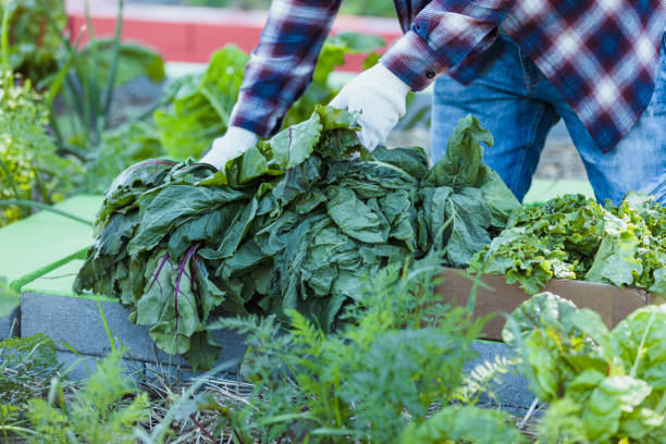 An unrecognizable man harvests leafy vegetables from a raised bed in his garden.