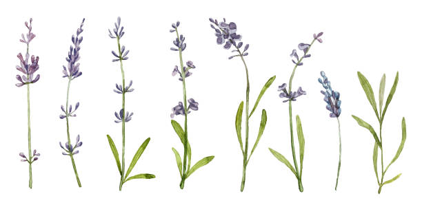 istock Set of watercolor realistic botanicals. Lavender clip art collection. 1333762973