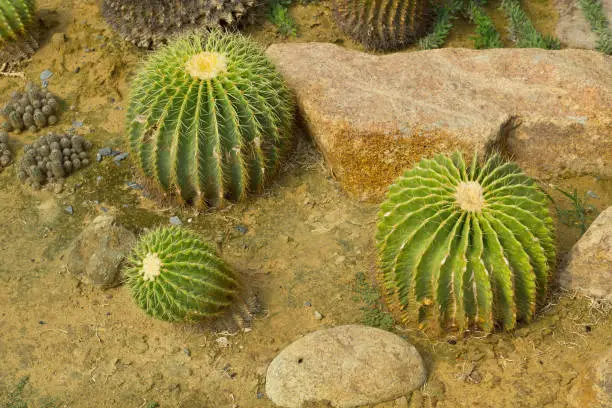 Echinocactus grusonii is a well known species of cactus.