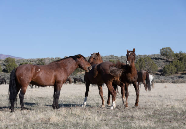 istock Wild Horse Stallions in Utah 1333767929