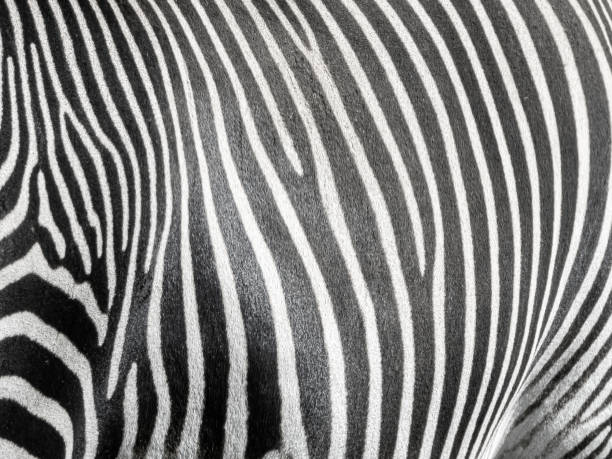 istock Fragment of zebra skin, close-up 1333767977