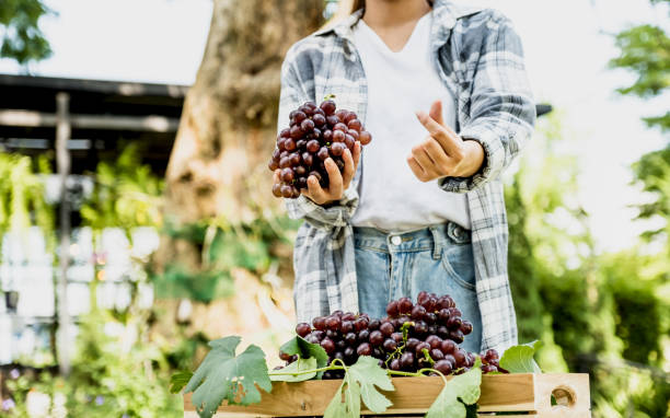 junge asia-bäuerin, die nach der ernte trauben aus dem weinberg hält, gesundes obstkonzept - grape heart shape fruit bunch stock-fotos und bilder