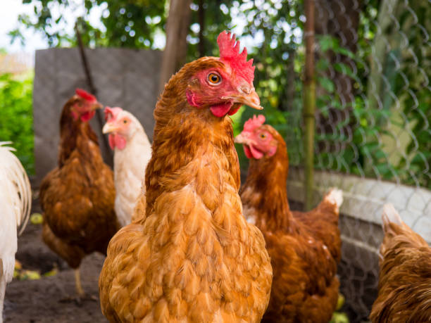 istock chickens running around in the hen house on a summer day 1333768545