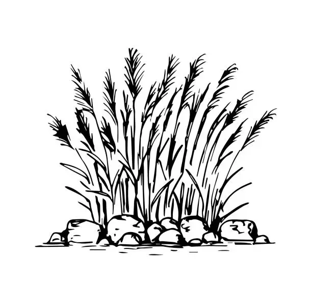 Vector illustration of Simple hand-drawn vector drawing in black outline. Lake shore, river. Reeds, stones in the water, swamp. Nature, landscape, duck hunting, fishing. Ink sketch.