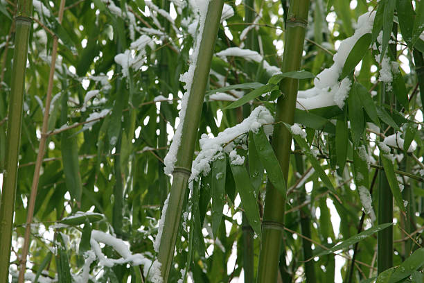 bambú de invierno - giant bamboo fotografías e imágenes de stock