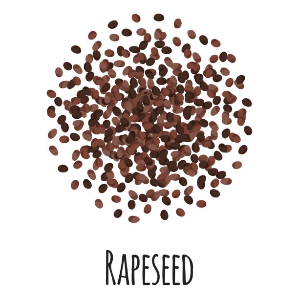 Rapeseed for template farmer market design, label and packing. Natural energy protein organic super food. Vector cartoon isolated illustration.