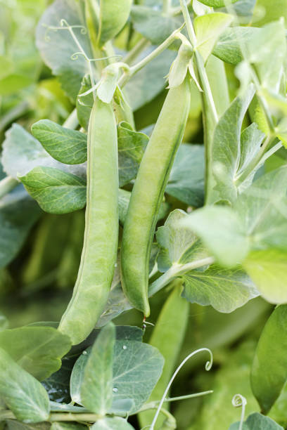 istock Fresh green pea pods in the garden selective focus. 1333769690