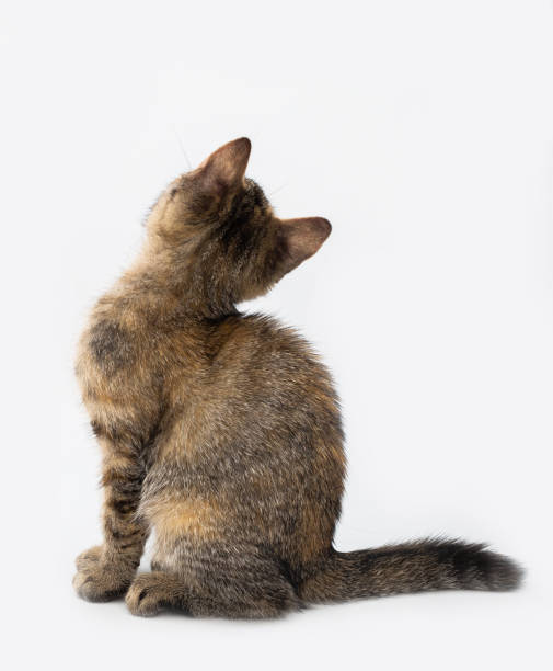 istock The cute cat from the side back isolated on white background 1333770132
