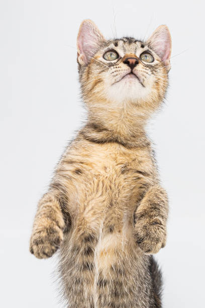 istock The cute cat from the side back isolated on white background 1333770190