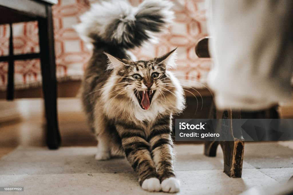 yawning cat young norwegian forest cat yawning and stretching from sleep Domestic Cat Stock Photo
