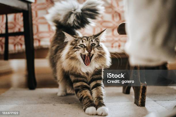 Yawning Cat Stock Photo - Download Image Now - Domestic Cat, Humor, Norwegian Forest Cat