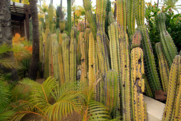 istock Cacti plants in a garden. 1333771126