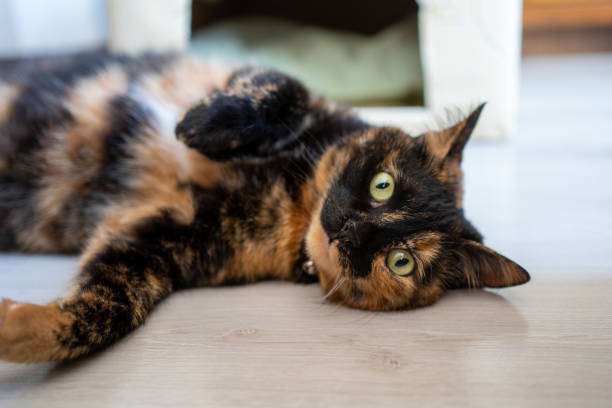 istock cat on the floor 1333771155