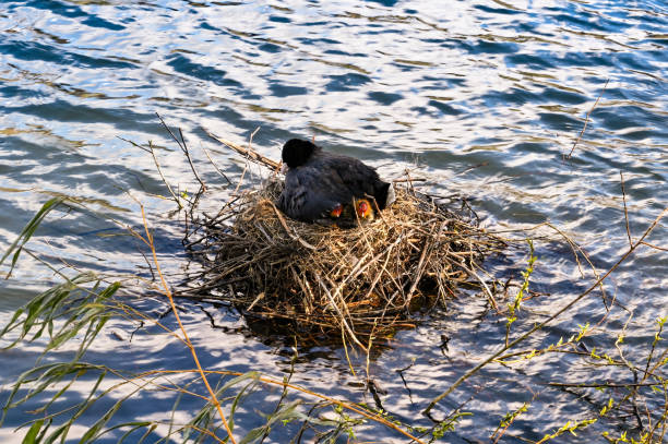 istock Bird on a next of twigs with chicks in the nest 1333771219