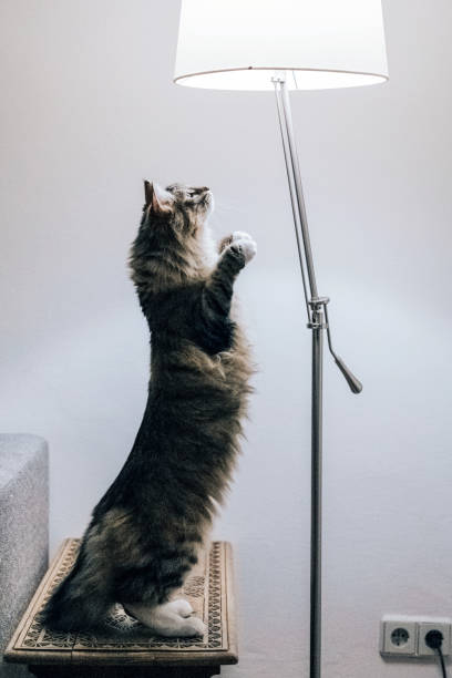 44,196 Animal Lamp Stock Photos, Pictures & Royalty-Free Images - iStock | Animal light, Weird lamp 44,196 Animal Lamp Stock Photos, Pictures & Royalty-Free Images - iStock | Animal light, Weird lamp