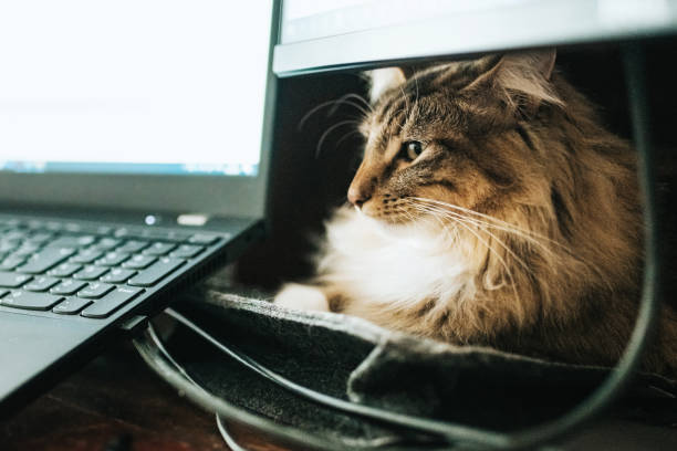 istock cat resting among computers on desk in home office 1333771415