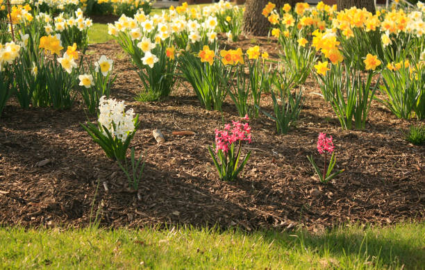 istock daffodils yellow with and tulilps 1333771527