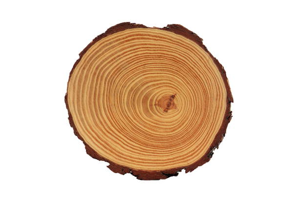 tree trunk slice with rings on white background - bark tree cross section wood imagens e fotografias de stock