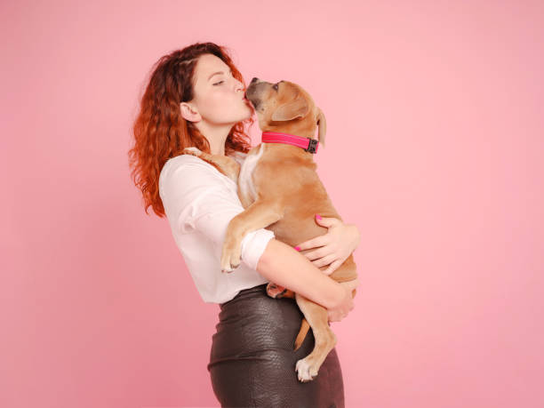 스튜디오에서 포즈를 취하는 강아지 아메리칸 스태퍼드셔 테리어와 함께 하는 여성 - love hanging indoors studio shot 뉴스 사진 이미지