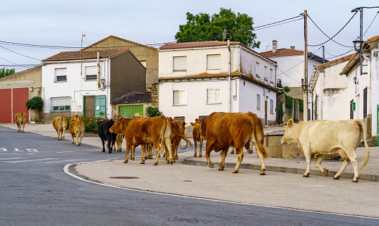 Cow passing through the streets of the old town.