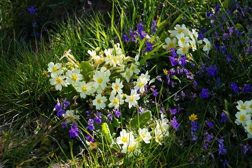 All things bright and beautiful-wildflowers, primroses violets and celandines  growing hidden away in rural hedgerow of rural Shropshire.