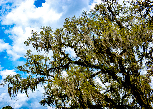 Just outside of  Charleston, South Carolina you will find many trees such as this with 