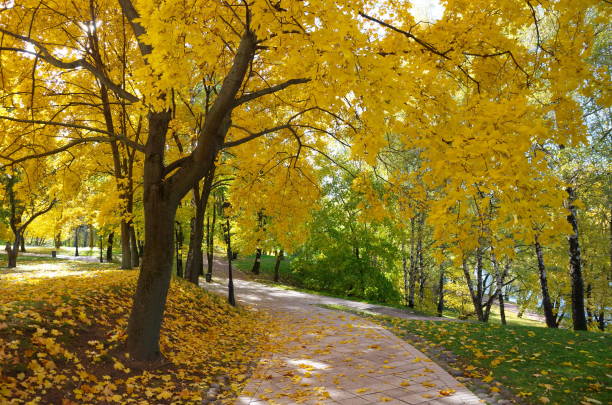 istock Autumn landscape with trees and fallen leaves in the park 1333773639