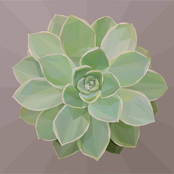 ilustrações, clipart, desenhos animados e ícones de baixa ilustração poli de um suculento verde - abstract backgrounds botany cactus