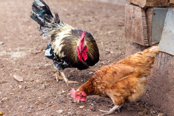 istock Roosters and hens walking around the yard 1333774142