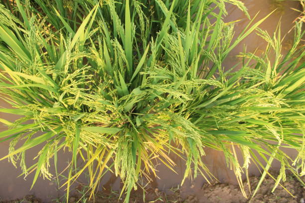 istock Green Super Rice Field in Pakistan 1333774254