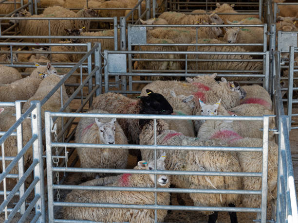istock Livestock market UK 1333775122