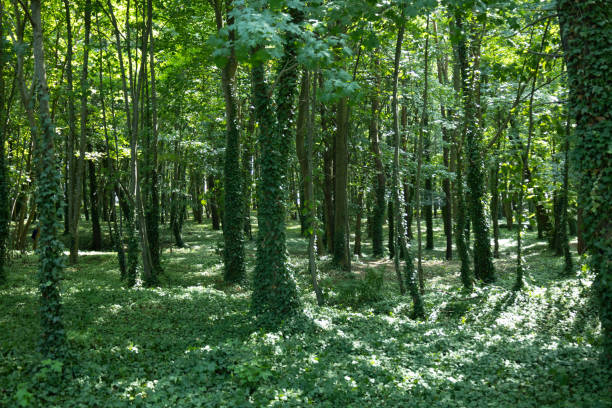 istock trees in the forest covered with ivy 1333775242