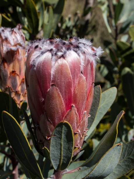 Brown-beard sugarbush, Protea speciosa, flower The large extravagant, pink flower of a brown-beard sugarbush, Protea speciosa, with the cliffs of the Cederberg Mountains, South Africa, in the background. cederberg mountains photos stock pictures, royalty-free photos & images