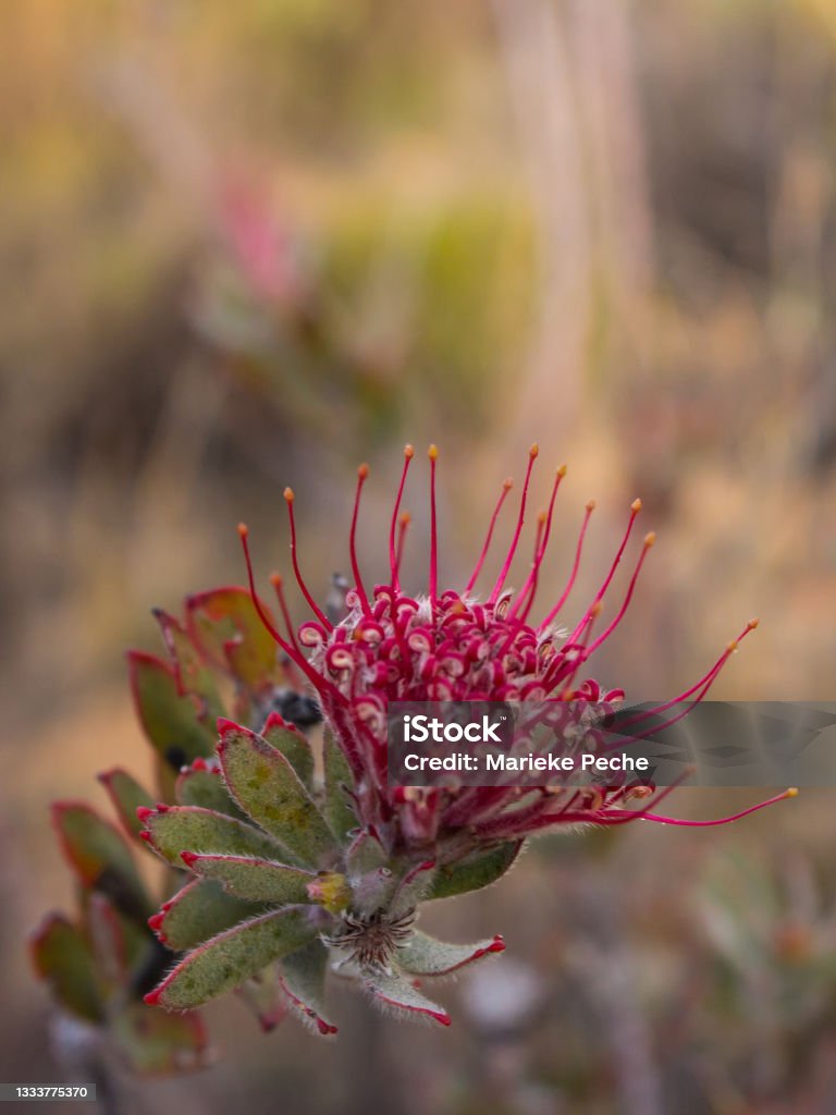 Strawberry Pincushion, Leucospermum Calligerum Pink flower of a Strawberry Pincushion, Leucospermum Calligerum, atype of small protea in the Cederberg Mountains, Western Cape, South Africa, Cederberg Mountains Stock Photo