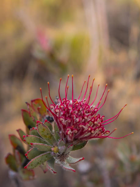 Strawberry Pincushion, Leucospermum Calligerum Pink flower of a Strawberry Pincushion, Leucospermum Calligerum, atype of small protea in the Cederberg Mountains, Western Cape, South Africa, beauty in nature vertical africa southern africa stock pictures, royalty-free photos & images