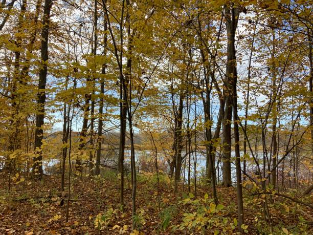 istock Pretty Autumn in Catfish Reservation Area (Canada) 1333776838