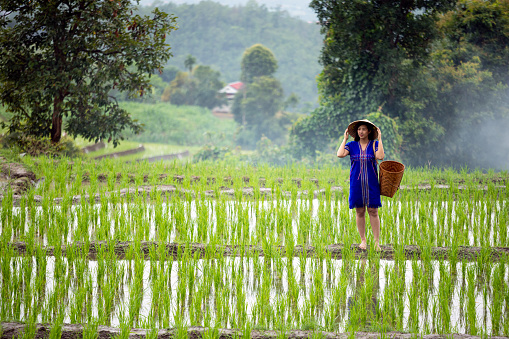 Hmong Woman with local hat and blue native dress standing on ridge in green rice field terrace