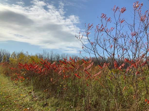 istock Pretty Autumn in Catfish Reservation Area (Canada) 1333777231