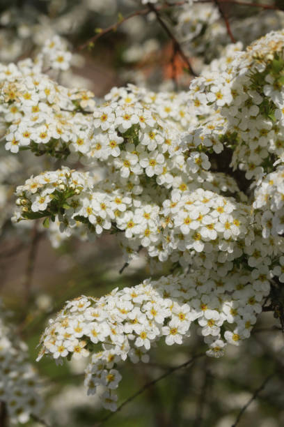 Full frame image of Meadowsweet (Spirea) tree boughs full of white springtime blossom, focus on foreground