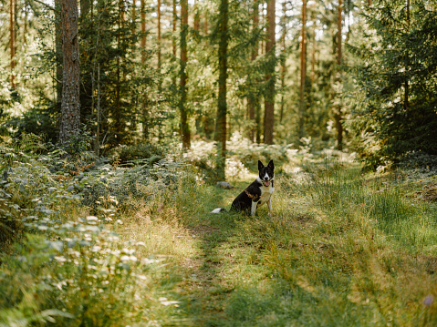 Dog outdoors in forest nature scenics
Border collie mix outdoors playing in the woods