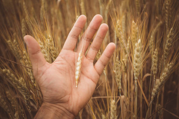 a palma da mão de um homem em que está uma espeto de trigo maduro. no fundo de um campo de trigo. - wheat ears - fotografias e filmes do acervo